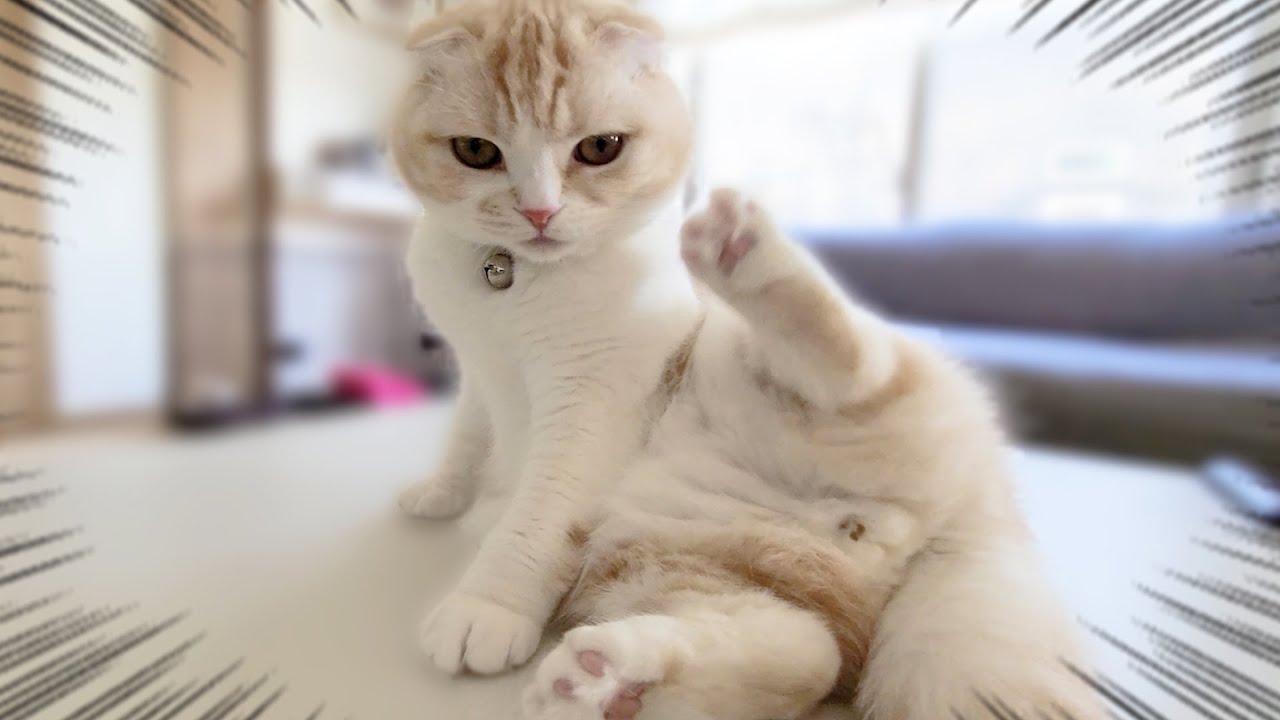 うんち直後のお尻の匂いが強烈で子猫と犬がこうなりました...笑
