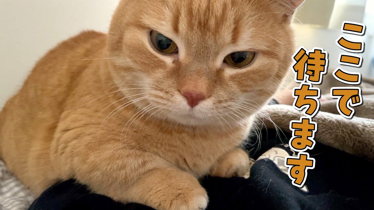 朝ごはんの時間までママの上に乗って待ってる猫が重いw
