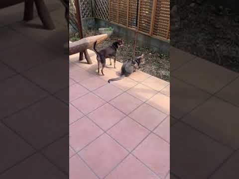 チワワとアビシニアン  仲良し