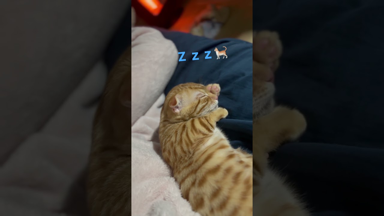 一緒にお昼寝〜🐈 #キンカロー #cat #猫 #animal #子猫 #kitten #猫のいる暮らし #cutecat #catlover