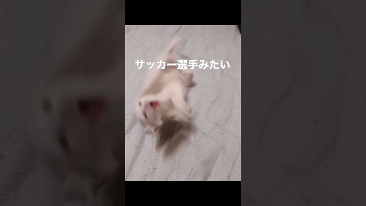 ドリブルがうまい子猫#short #shorts #アメリカンカール#子猫#サッカー#ドリブル