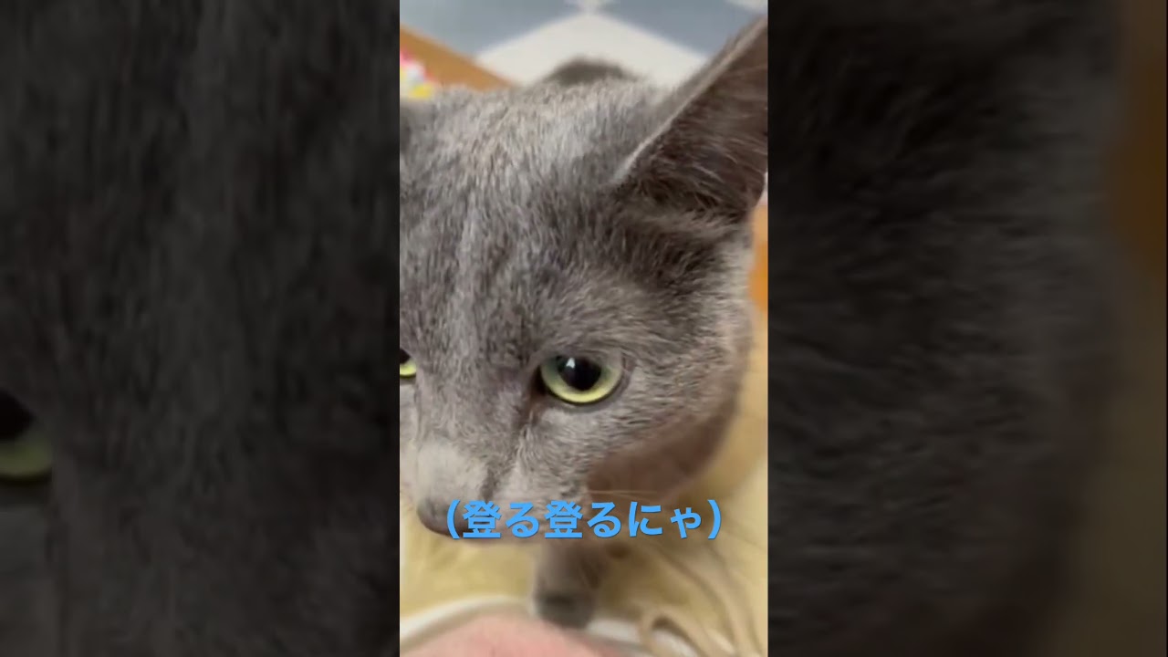 近すぎる猫（ロシアンブルー）#shorts