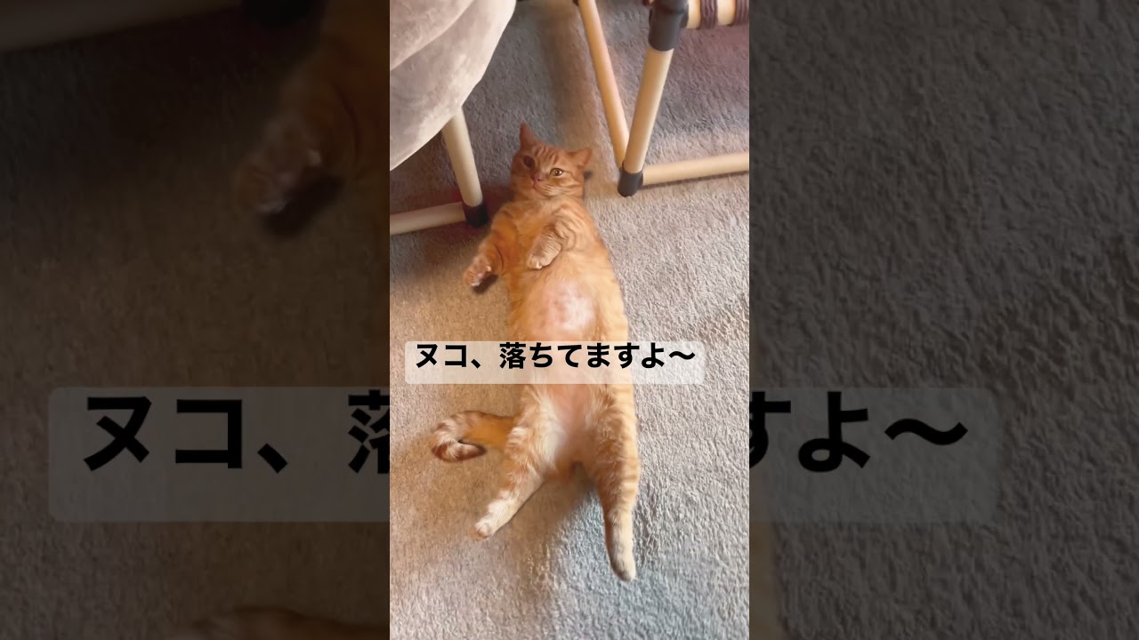 すみませーん‼️ヌコ落ちてますよ〜😆💦　#マンチカン #茶トラ #shorts #shortvideo #short #cat #cats