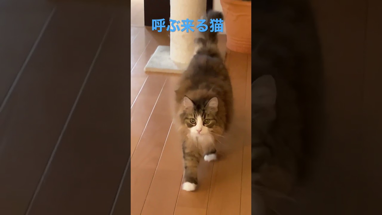 呼ぶ来る猫#shortsvideo #shorts #ノルウェージャンフォレストキャット #cat #cats #cute #猫 #猫動画 #かわいい #かわいい猫 #猫との暮らし