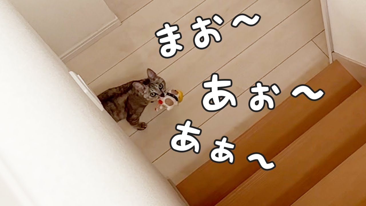 マロちゃんが叫んでたので隠れて撮ってみた…