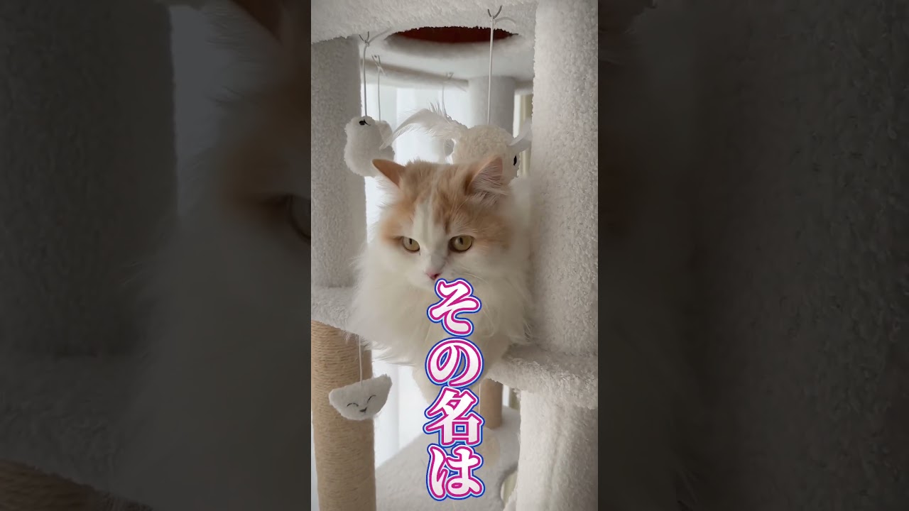 その名はLaLaたん🐱 #kitten #猫 #マンチカン #ミヌエット #cat #hoodstar