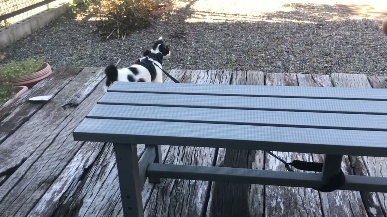 パパさんと休憩「パパさんもどうぞにゃ」