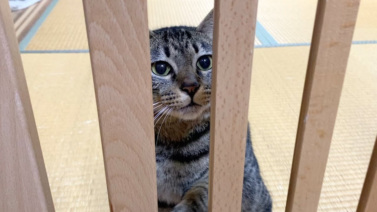 凶悪な子猫の檻を開けてしまった結果...