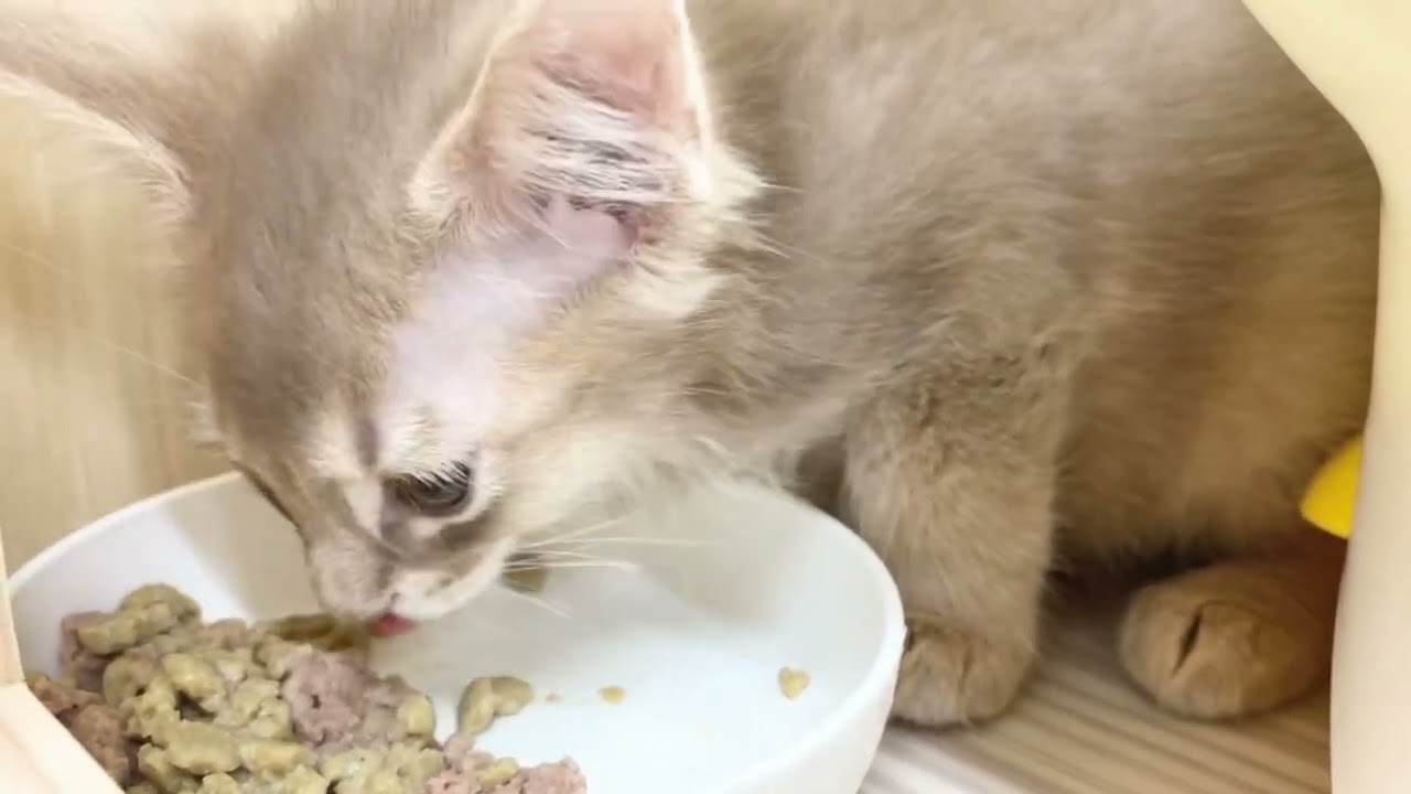 2023.03.21撮影　初日から食欲旺盛！ソマリちゃん♡