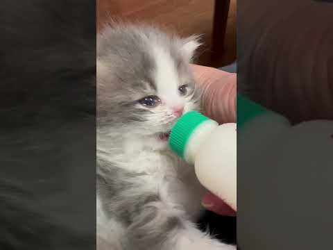 スコティッシュフォールド 甘えん坊で抱っこが大好きな男の子(๑♡∀♡๑) ブルータビー&ホワイト（ロング）