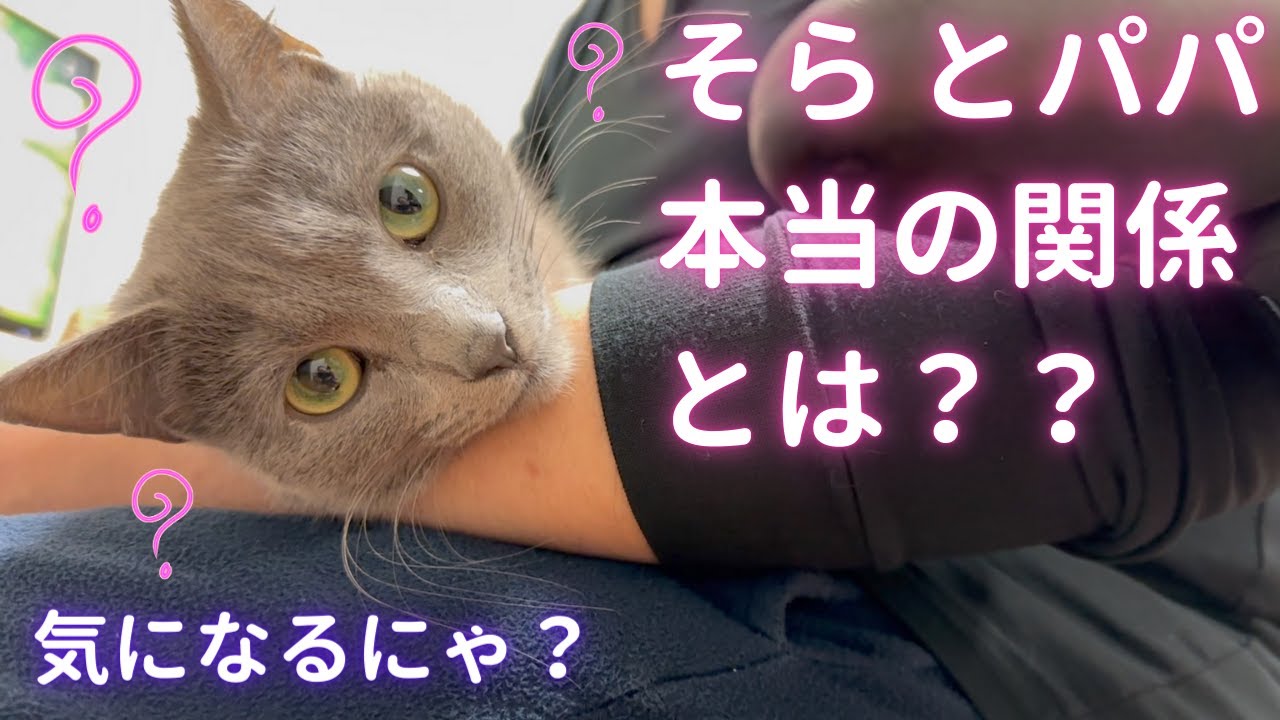 実はコミュニケーションの多い二人（ロシアンブルー）