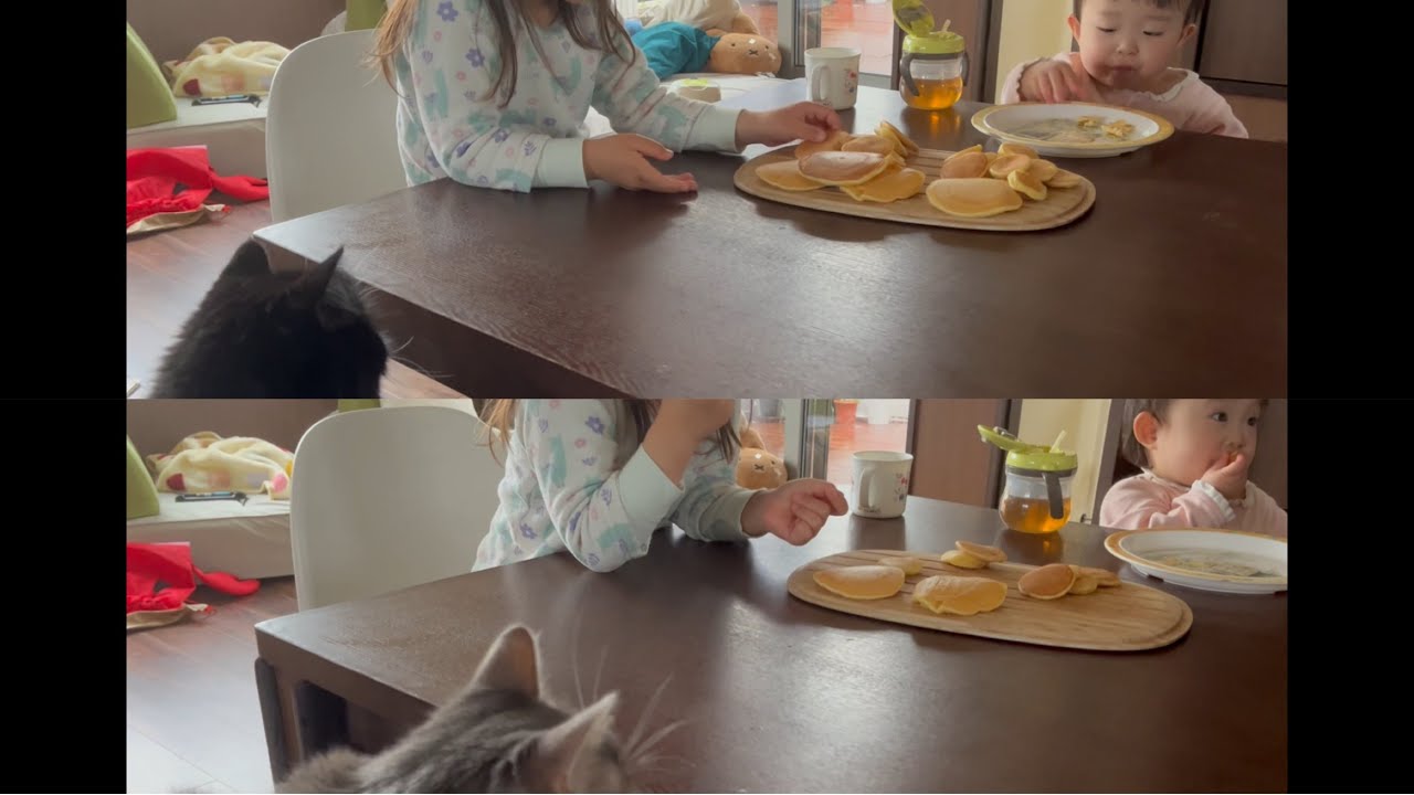 順番に食卓に座りに来る猫達　ノルウェージャンフォレストキャット&ラガマフィン　Cats taking turns sitting at the table