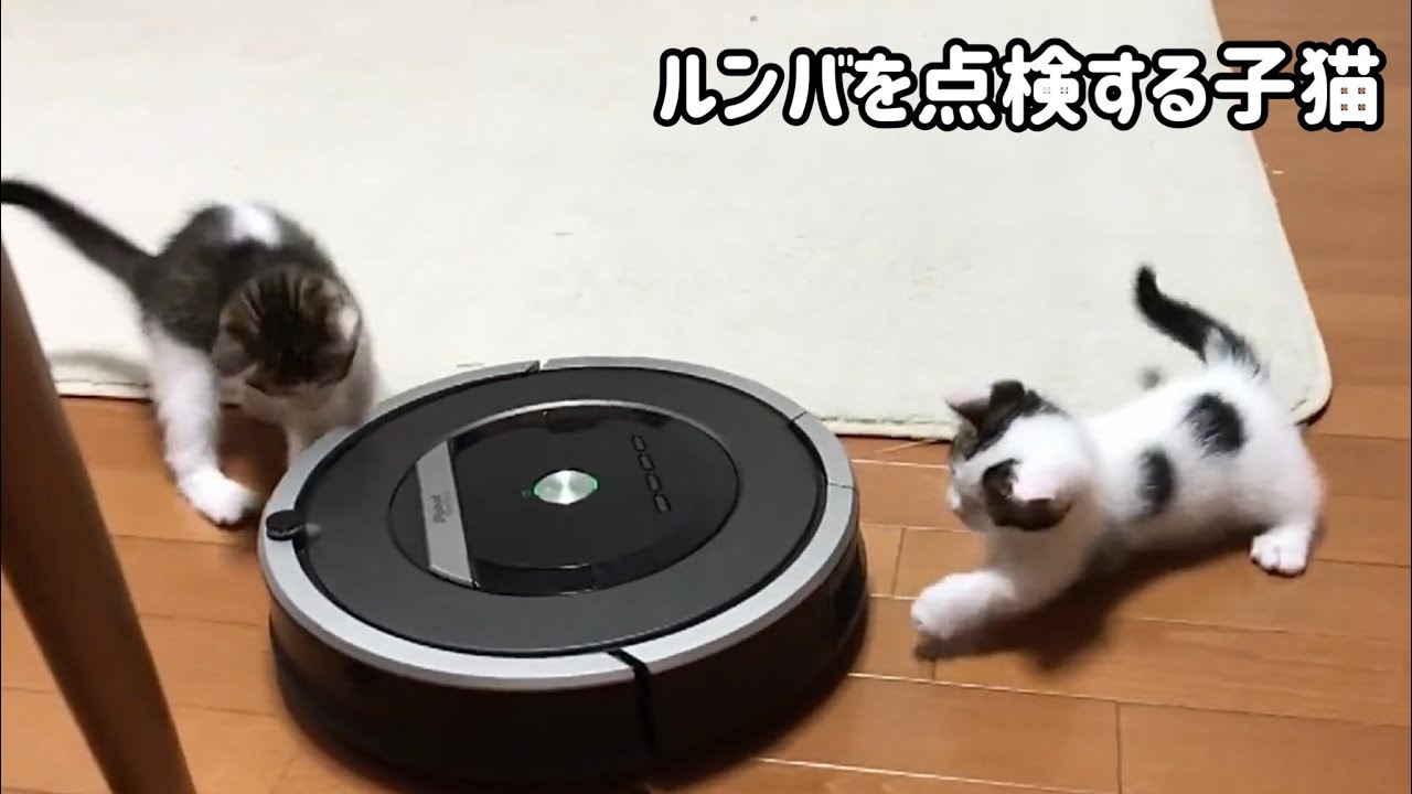 仕事終わりのルンバを点検する子猫