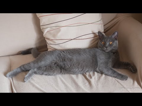 可愛いシャルトリュー を撫でまくってみた♪