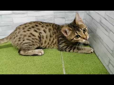 Coo&RIKU　No.615034　エジプシャンマウ