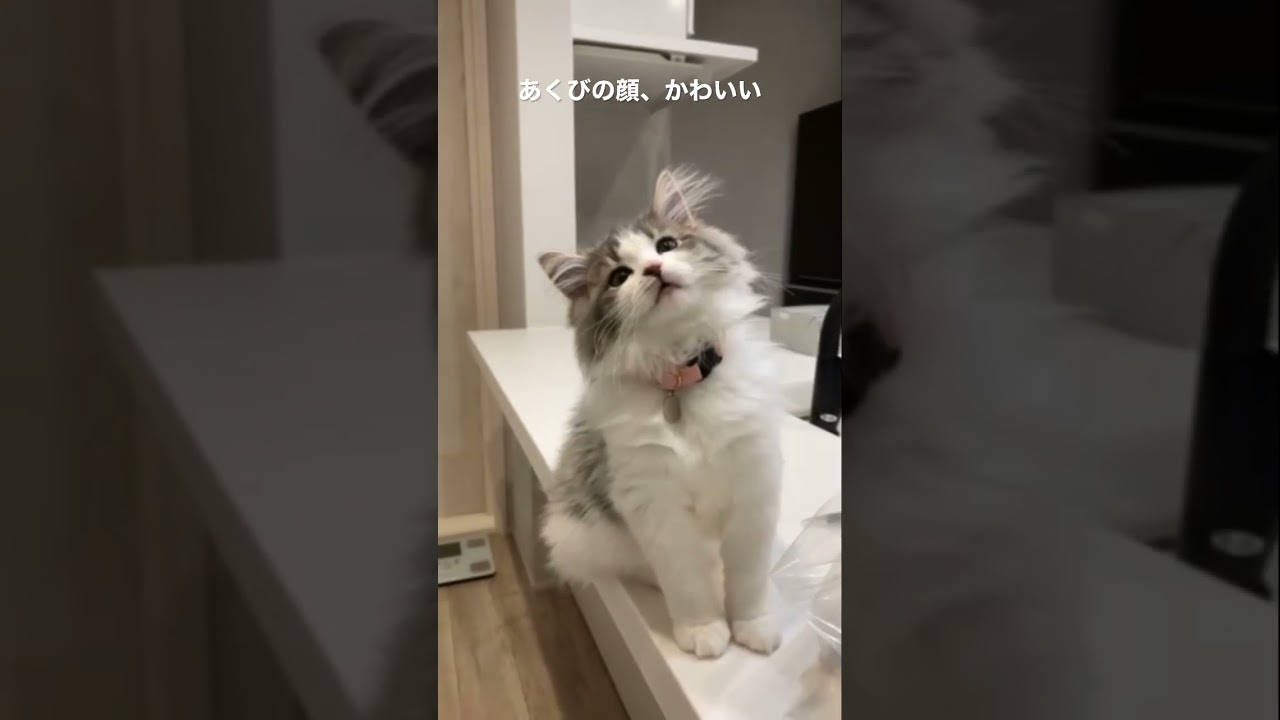 子猫のあくびがかわいすぎました【ノルウェージャンフォレストキャット】 #猫のいる暮らし #ノルウェージャン #cat #kitten #cute #pet #子猫