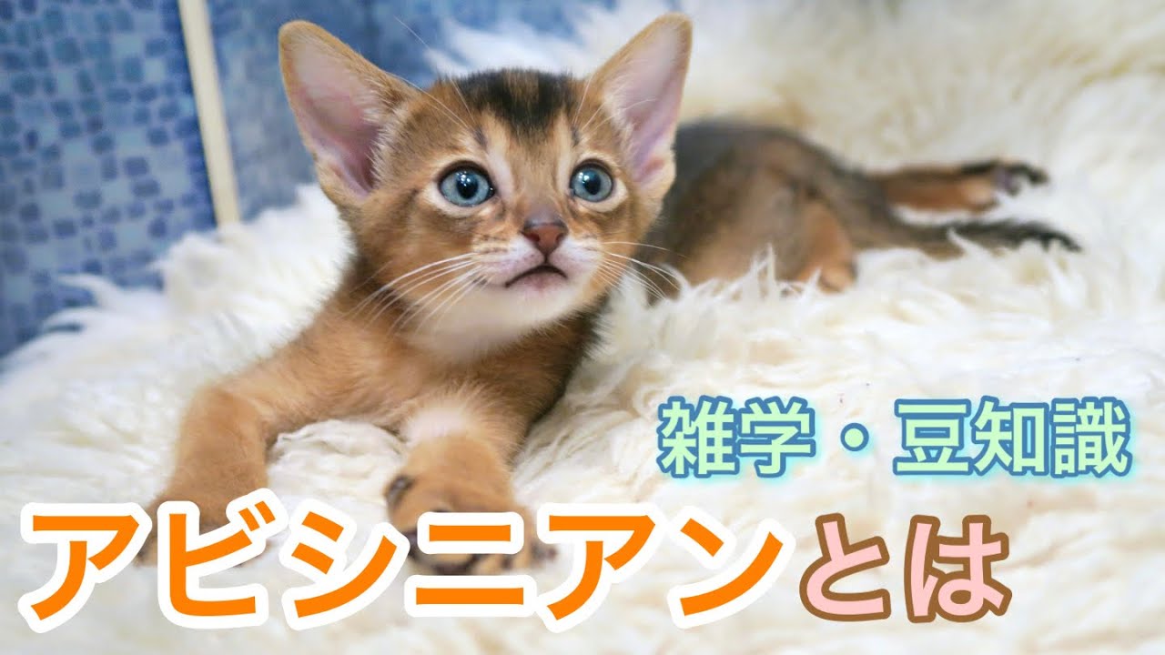 【猫】アビシニアンとは【雑学・特徴】Abyssinian