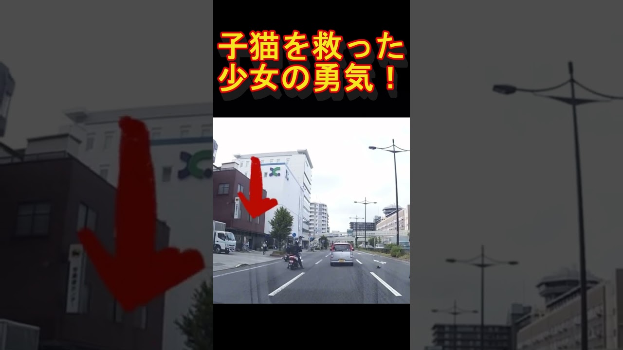 子猫を救った少女の勇気ある行動！＃shorts＃猫＃cats#cat #ねこ #kitten #保護猫