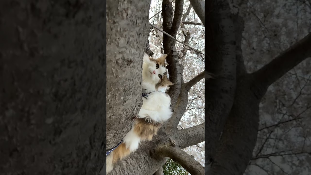 ノルウェーじゃん、木にのぼる🌸#shortsvideo #shorts # #ノルウェージャンフォレストキャット #cat #cats #猫 #猫動画 #ねこのいる生活 #かわいい #かわいい猫