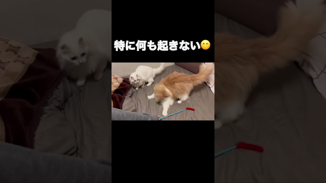 遊ぶ猫たち#short #shorts #アメリカンカール #ノルウェージャン #猫