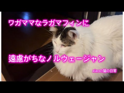 【ラガマフィンに遠慮がちなノルウェージャン】