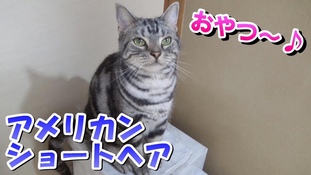 猫らしいおやつタイム。とろリッチ（アメリカンショートヘア）