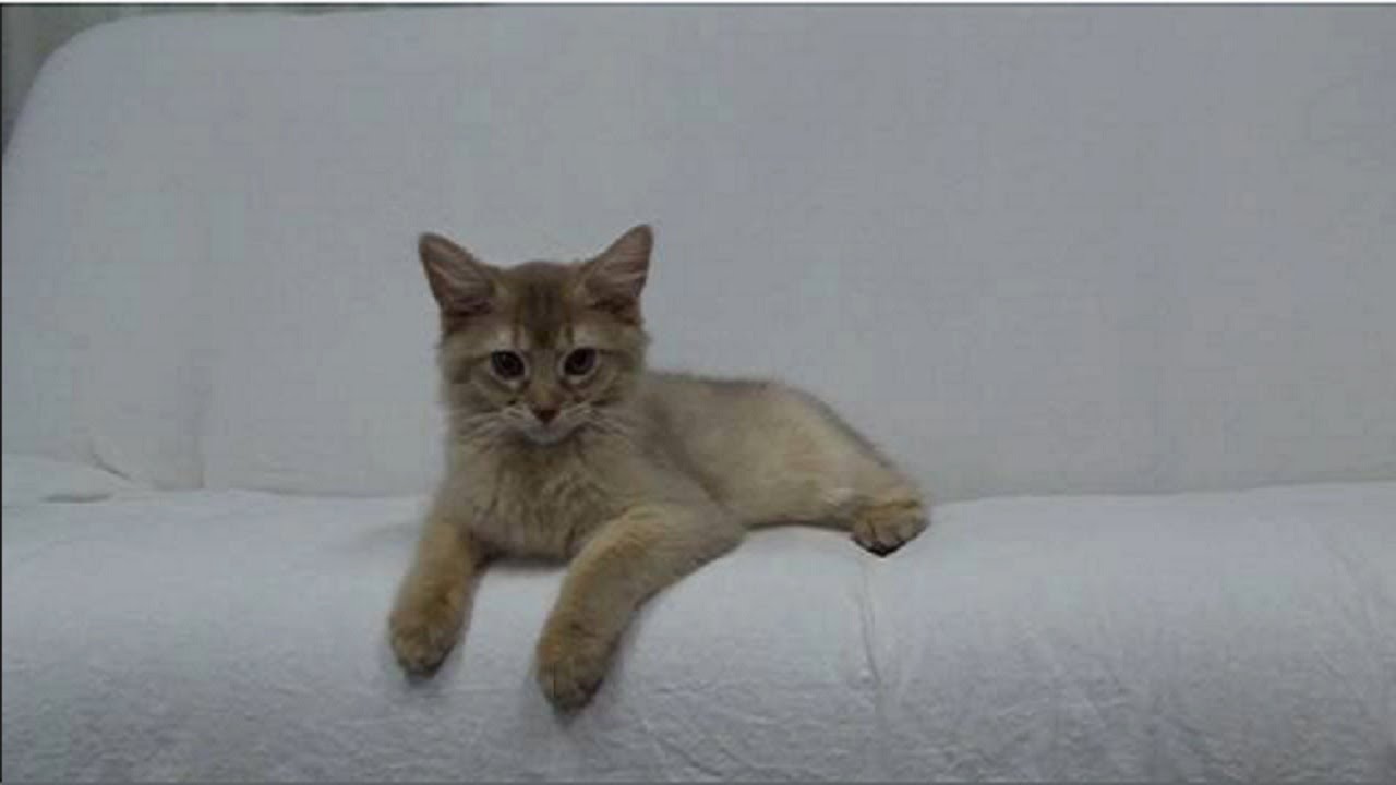 [ソマリ]　お兄さん猫、お姉さん猫と楽しく遊ぶ子猫