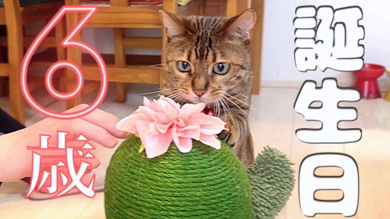 ボス猫の誕生日プレゼントを家族でむしり取ってます