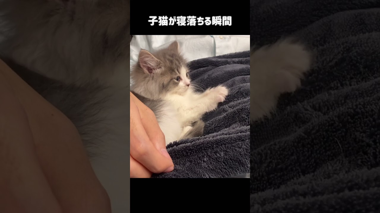 2.5か月の子猫が寝落ちする瞬間がかわいすぎた【ノルウェージャンフォレストキャット】