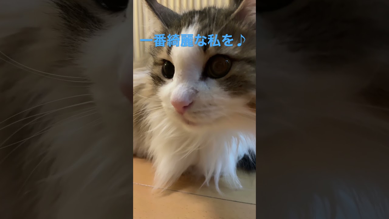 一番綺麗な私を♫#shortsvideo #shorts #ノルウェージャンフォレストキャット #cats #cat #animal #猫 #かわいい ＃猫動画 #cute #大型猫