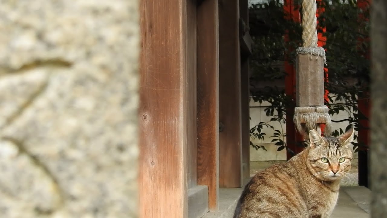 ボブテイルキジトラ