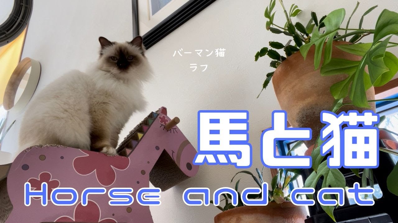 バーマン猫ラフ【猫と馬】Horse and cat（バーマン猫）Birman/Cat