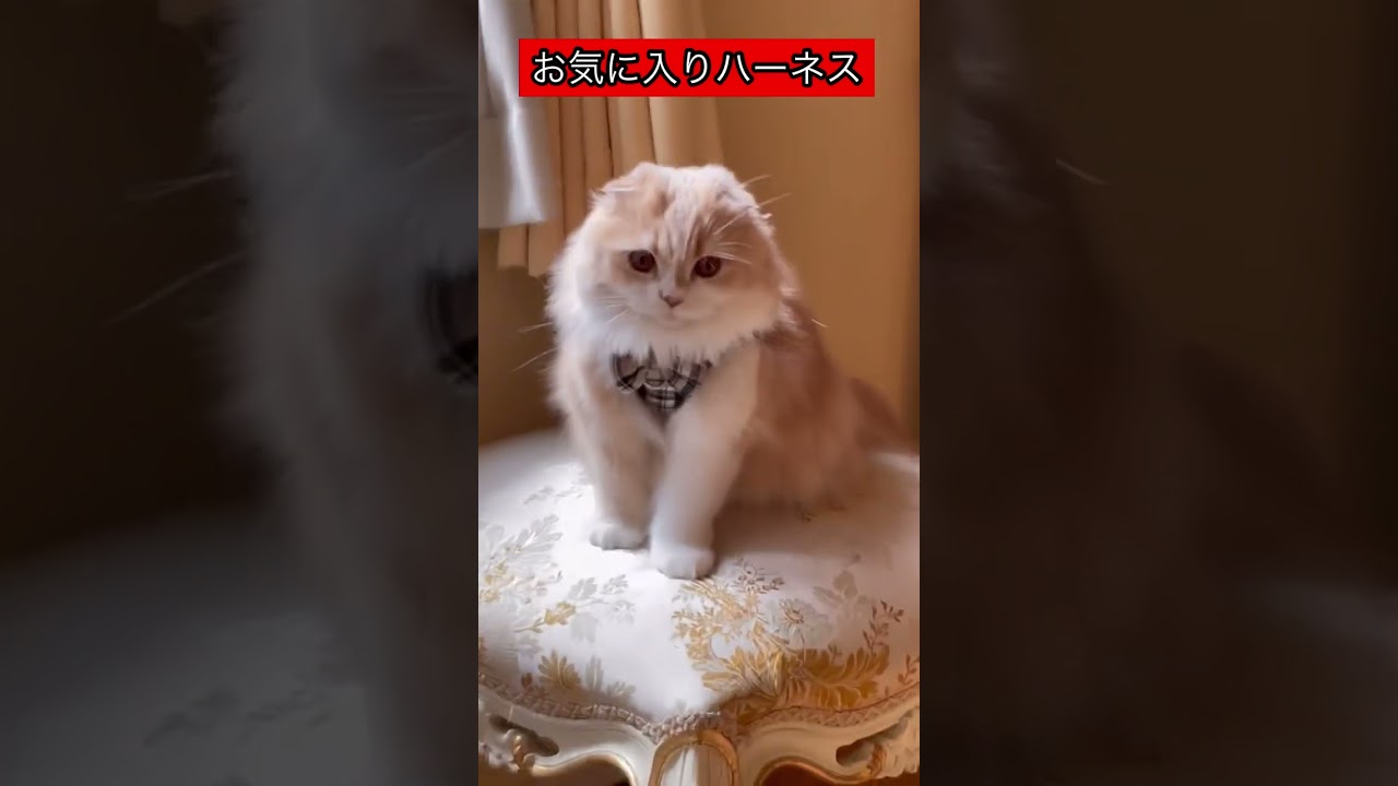 【スコティッシュフォールド】猫のお気に入りハーネス#Shortsほてちゃん