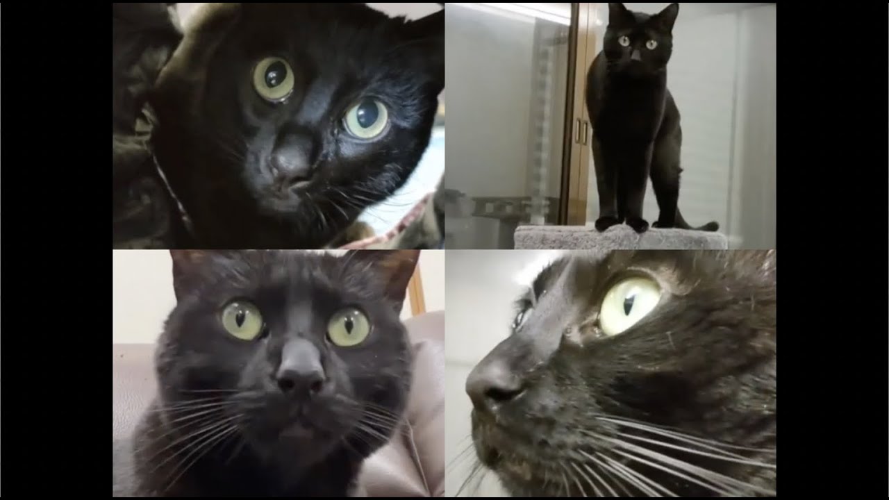 Our Black Bengal Kitty Ender 黒ベンガル猫・エンダーくん大集合