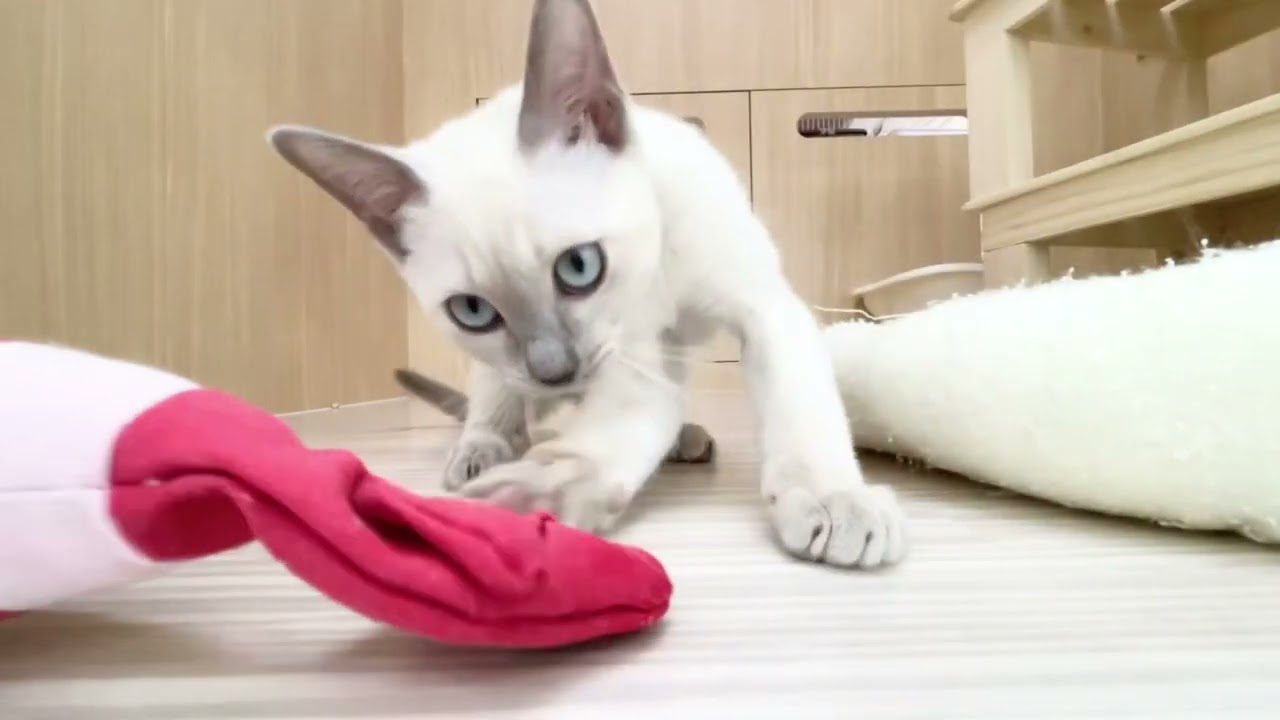 2023.03.21撮影　カメラが気になるトンキニーズちゃん♡