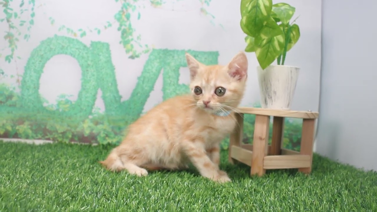 Coo&RIKU　No619759　アメリカンショートヘアー