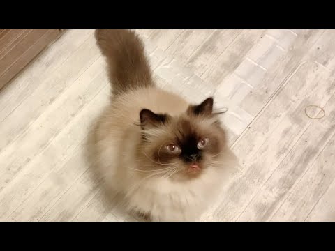 ヒマラヤンのごろごろ音