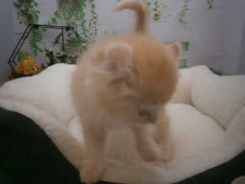 625161 アメリカンカール