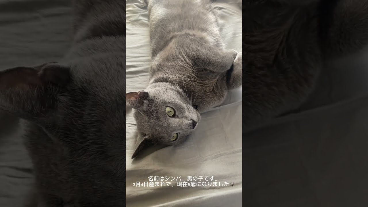 初めまして！ロシアンブルーのシンバです🐨
