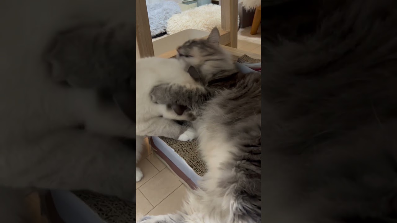 仲良し猫たち #shorts #猫動画 #ノルウェージャンフォレストキャット #サイベリアン #cat #まな猫