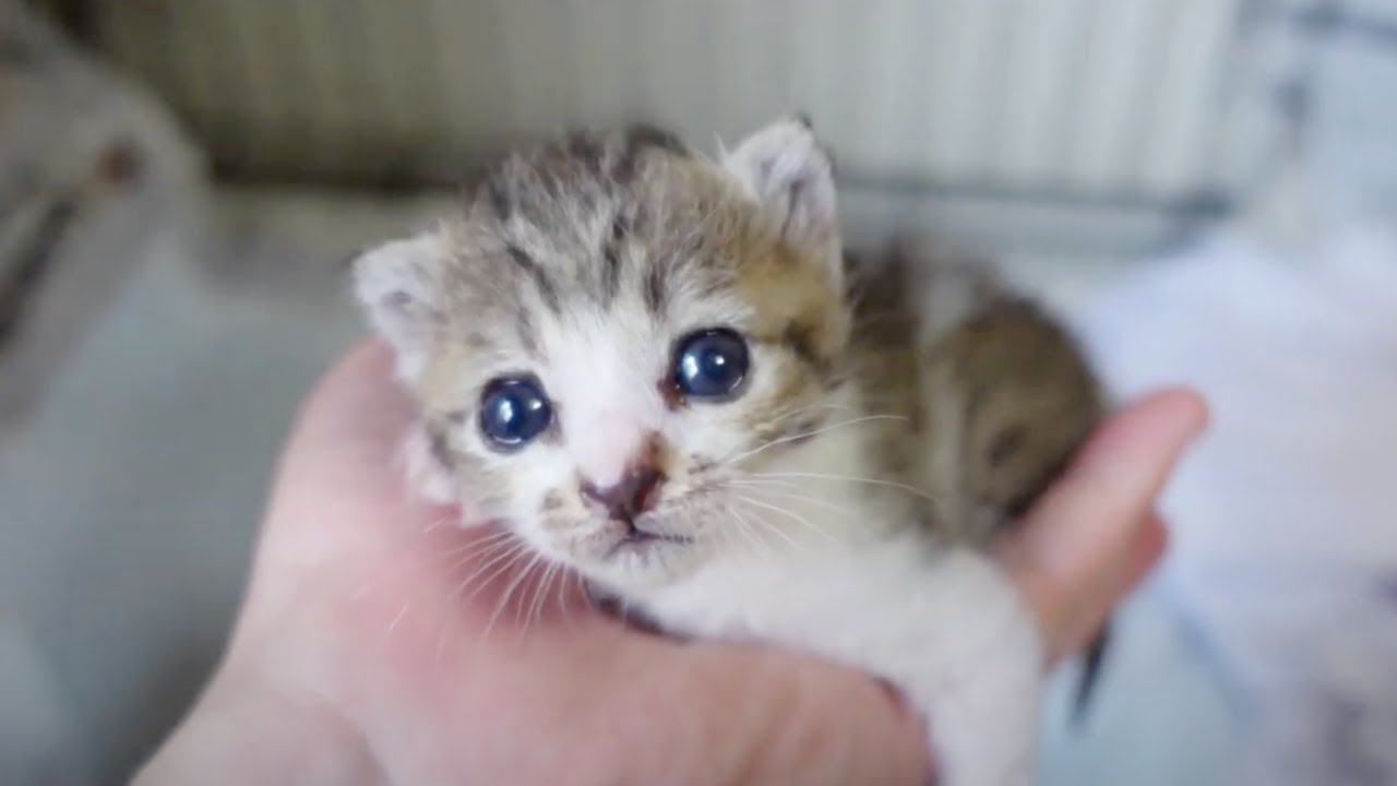 甘えたくて仕方ない子猫が抱っこをせがんできます