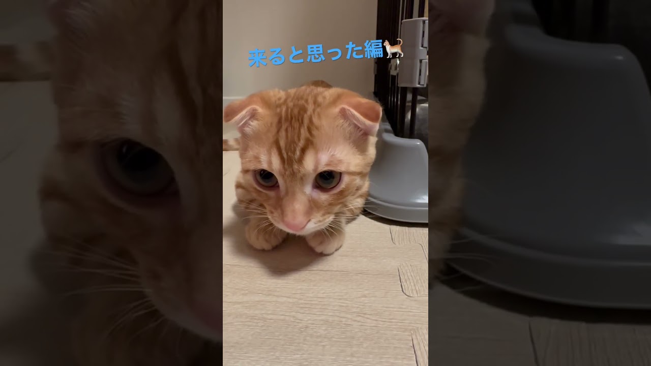 だいたい分かってきた主🐈 #キンカロー #猫 #子猫 #猫のいる暮らし #cat #catlover #catvideos #고양이 #catlovers #catvideo
