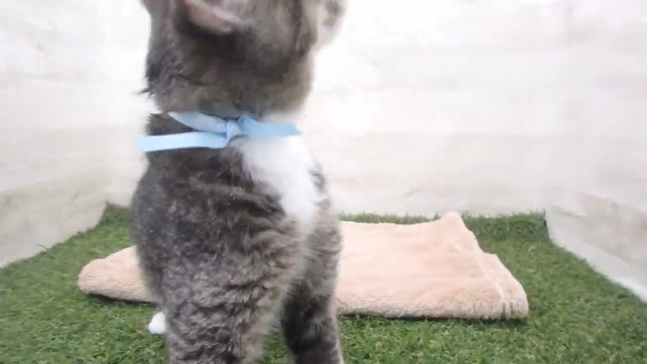 00590924 アメリカンカール