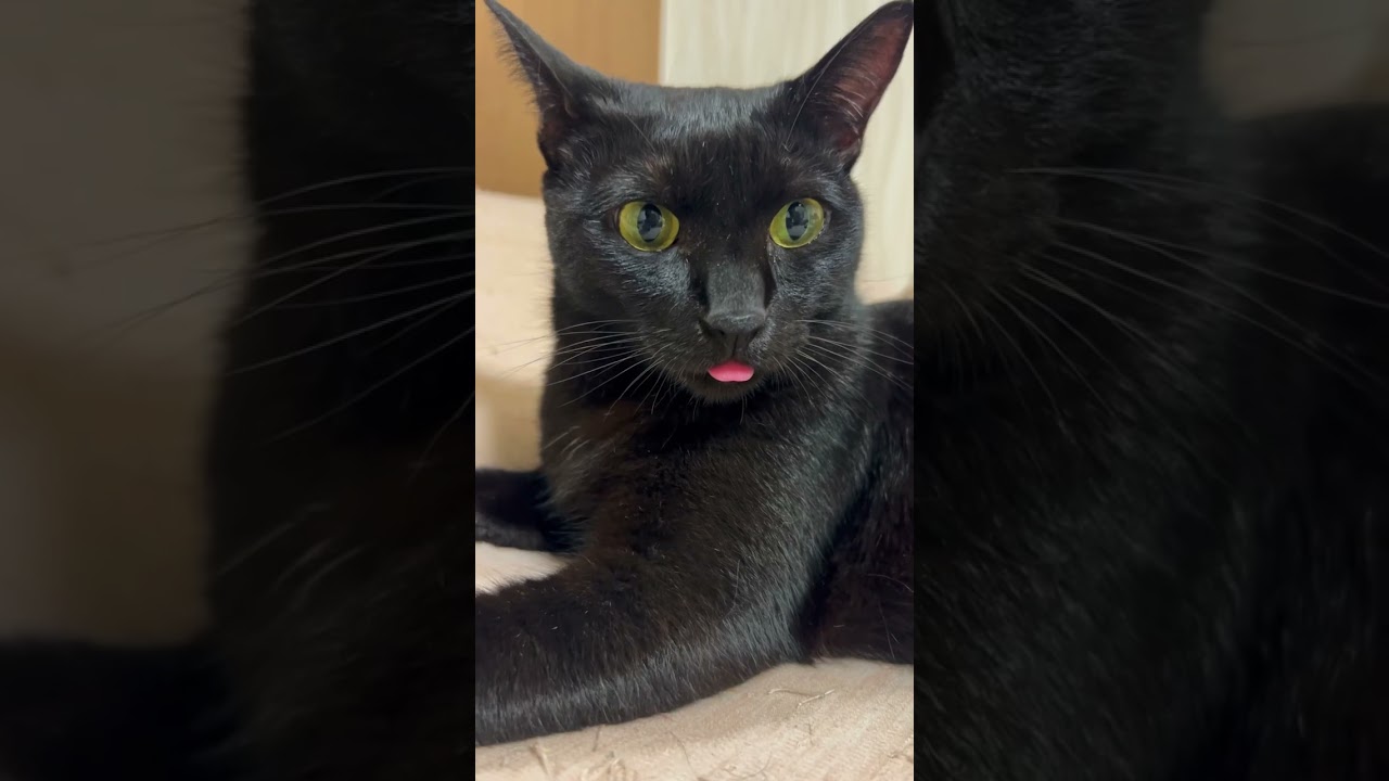 黒猫が可愛くてごめん　#shorts