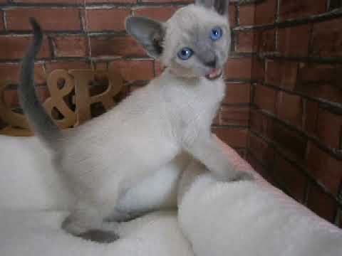 625137 トンキニーズ