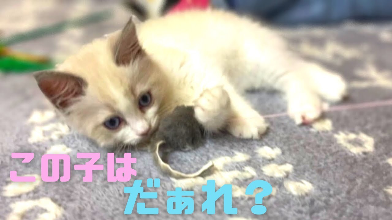 ふわふわモフモフの子猫に会いました【ラグドール】尻尾がかわいい猫【ブリティッシュショートヘア】
