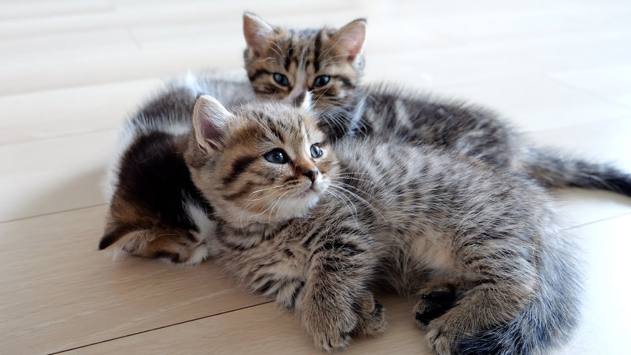 I will resume the video of the three kittens