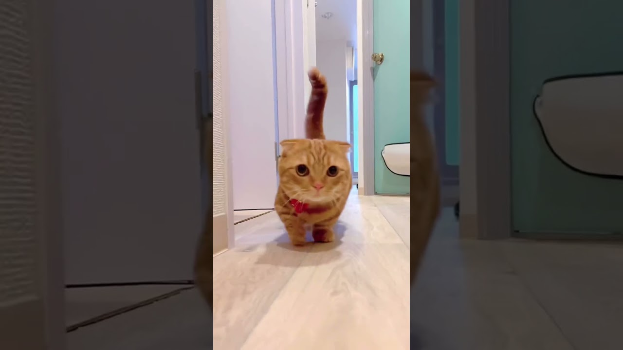 かわいい短足猫歩き