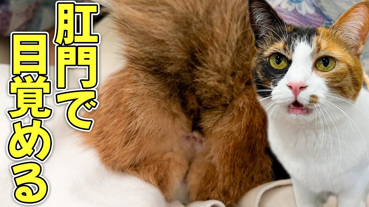 とんでもない方法で飼い主を起こすネコ。朝起きたら目の前にはまさかの…