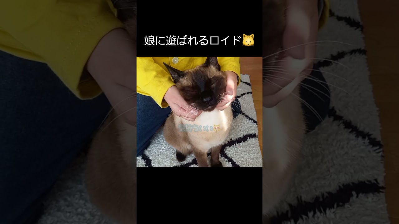 【猫】なんだかんだ仲良し🐱 #猫 #シャム猫ミックス #shorts